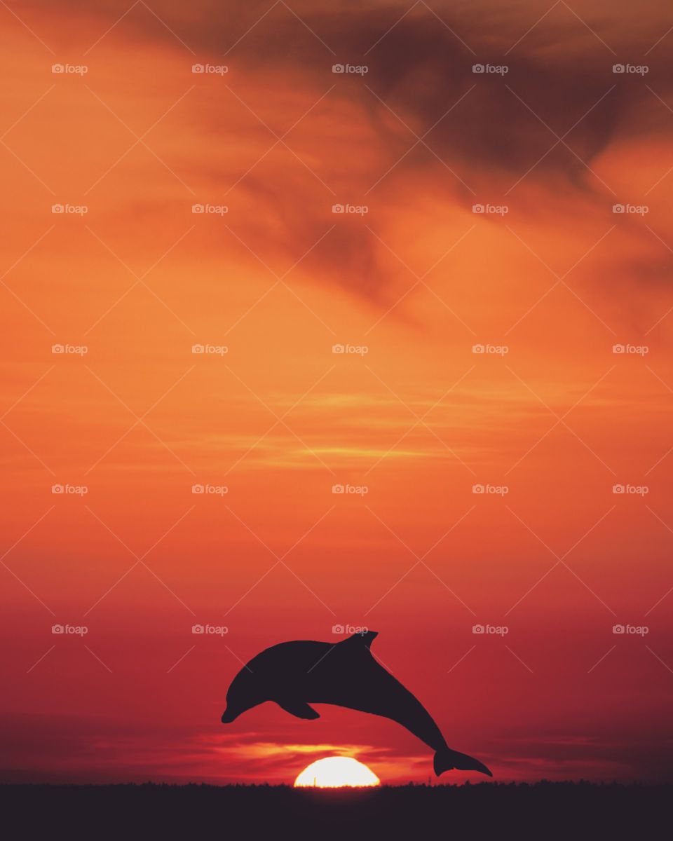 sundown dolphin