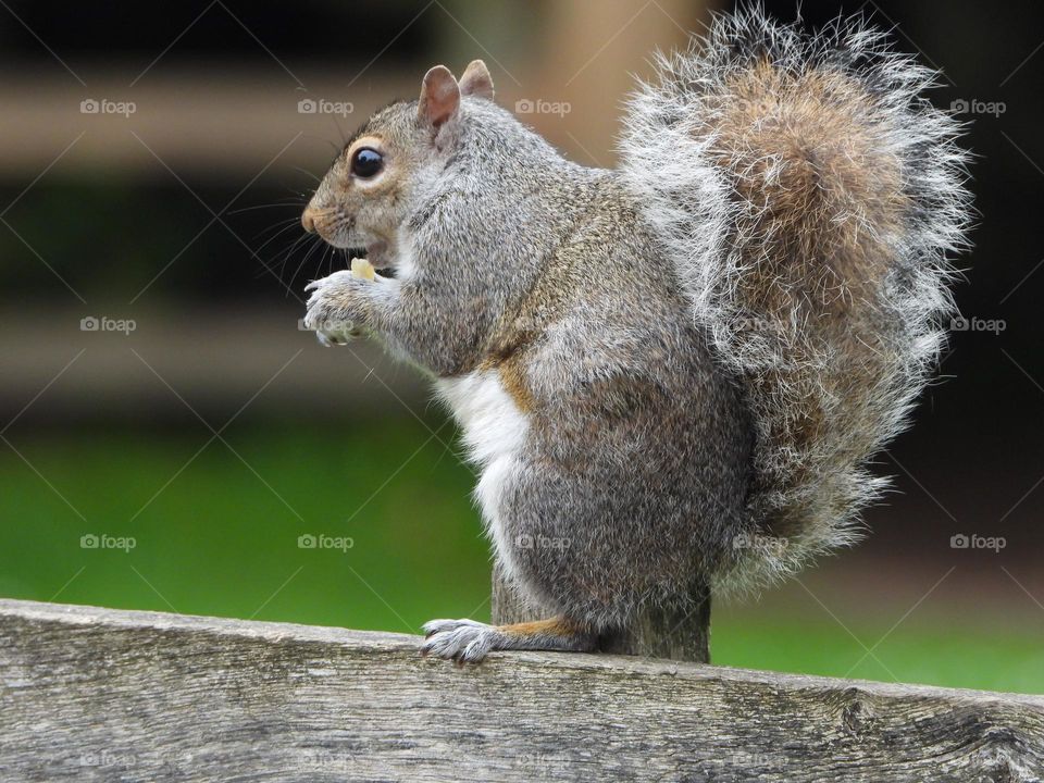 A squirrel on a fence 