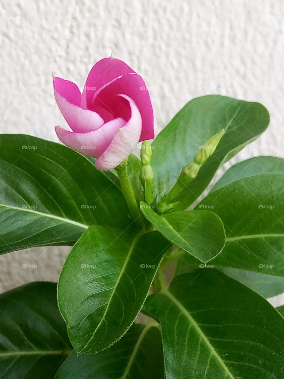 emerging periwinkle