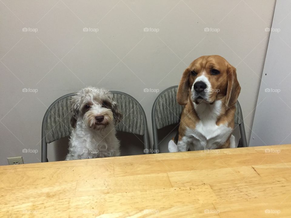 Beagle and Schnoodle (Schnauzer-Poodle mix).
