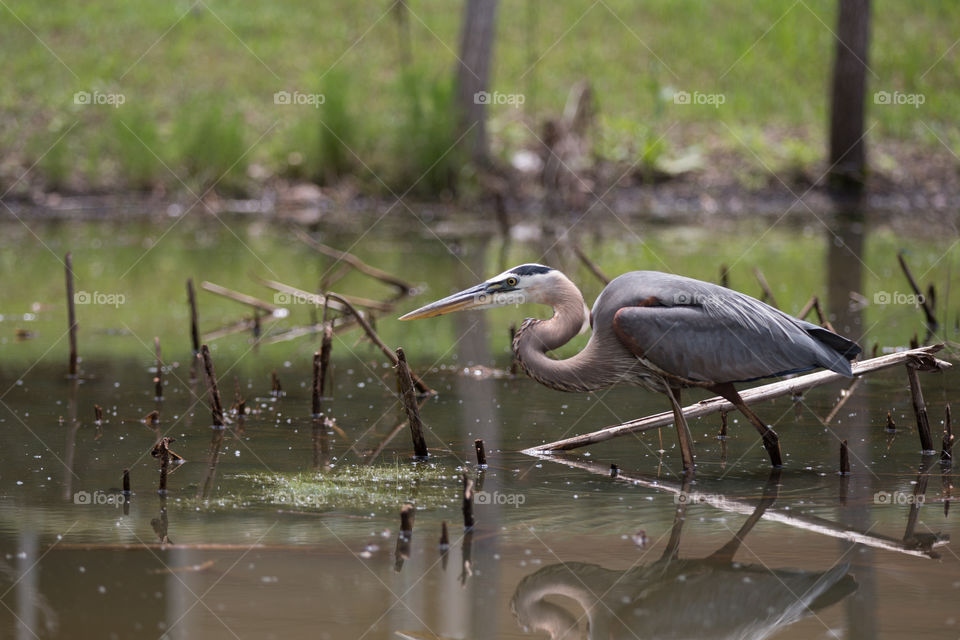 Water, Bird, Lake, Pool, Wildlife