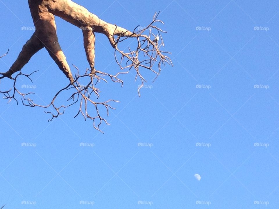 Roottree and the moon