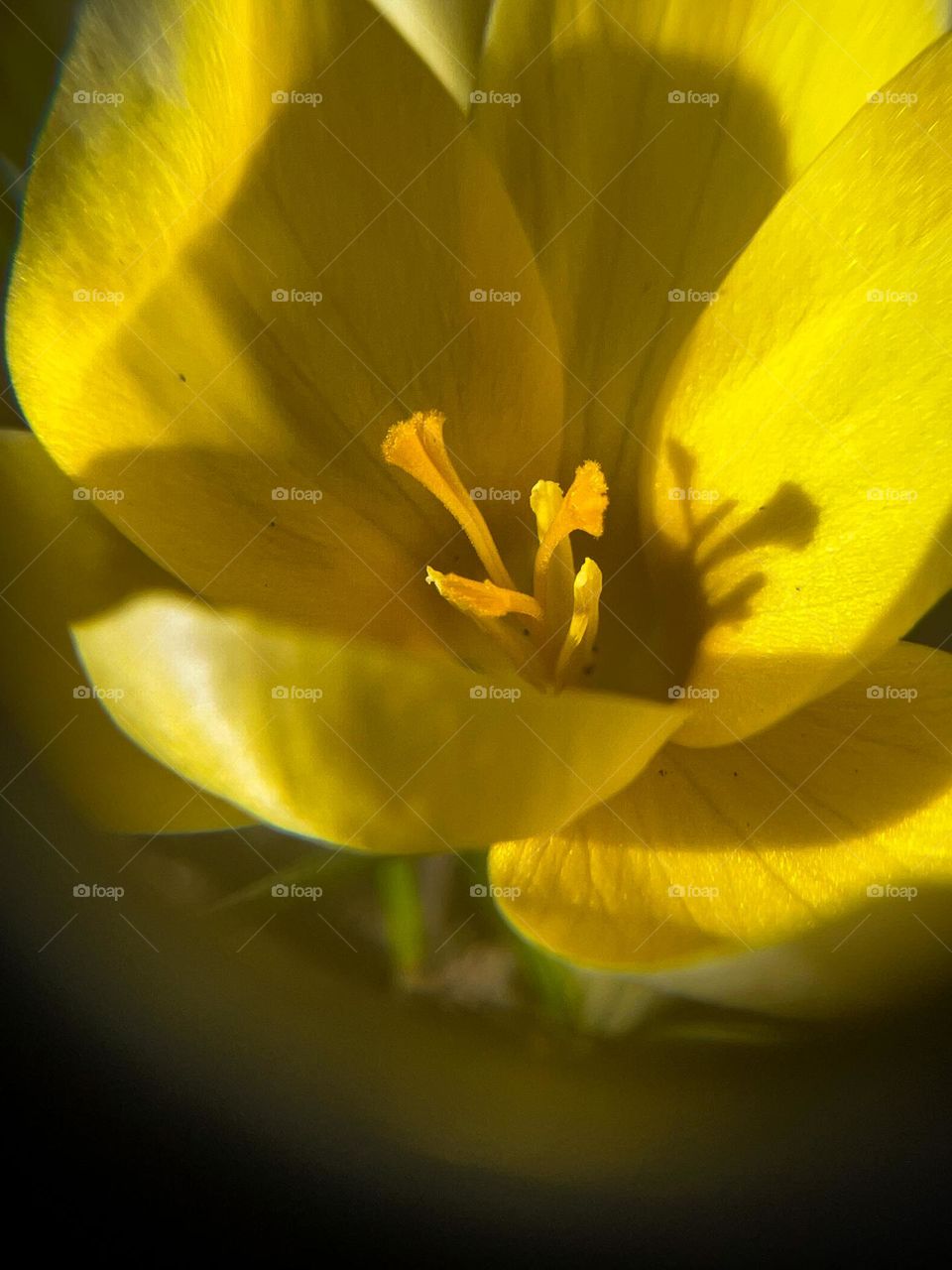 Gorgeous and inspiring vivid yellow child of a sun and early spring grows somewhere at the wild fields