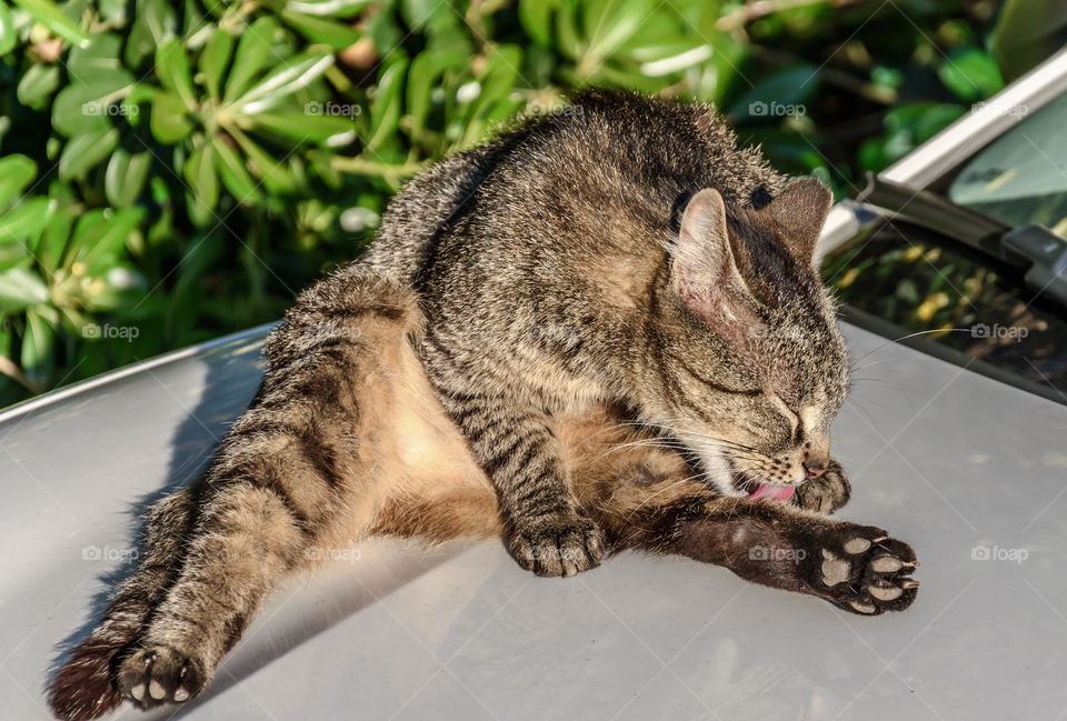 Cat licks self