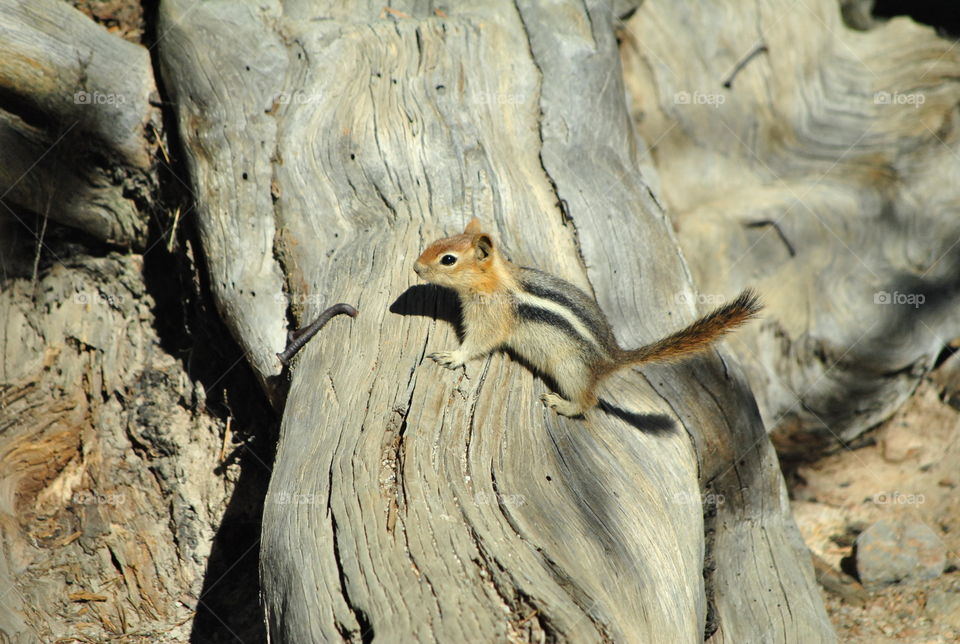 Macro shot, squirrel, camouflage on a tree