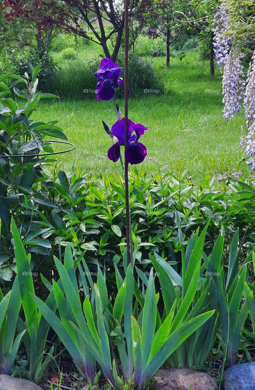 iris and wisteria at spring