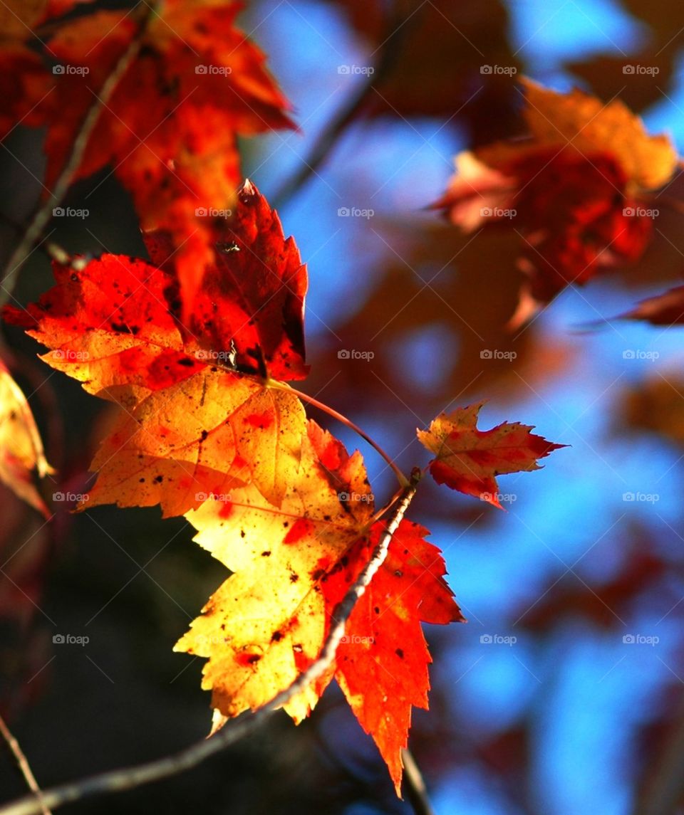 Kaleidoscope of colors