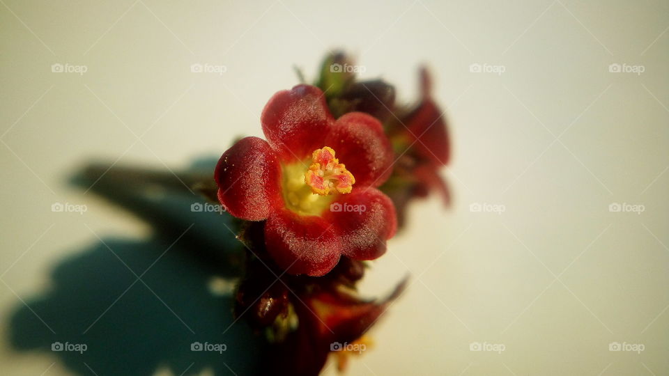 the most beautiful blooming little red colour attractive flowers in my garden