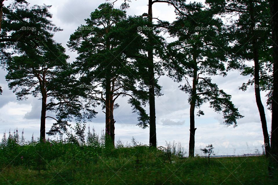 Landscape with trees