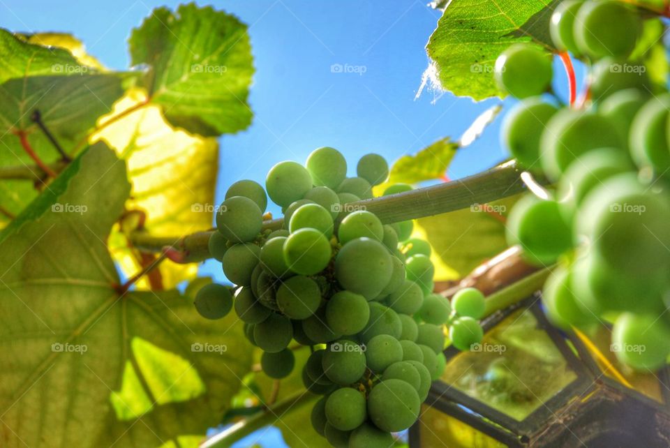 Grapes