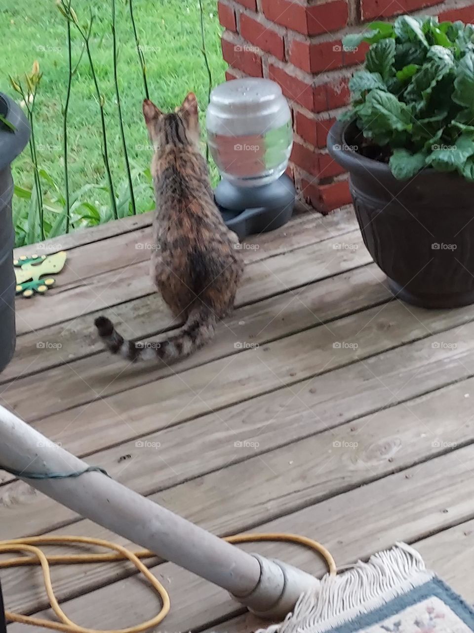 one of my fur babies pausing after getting a drink of water on this hot summer day.