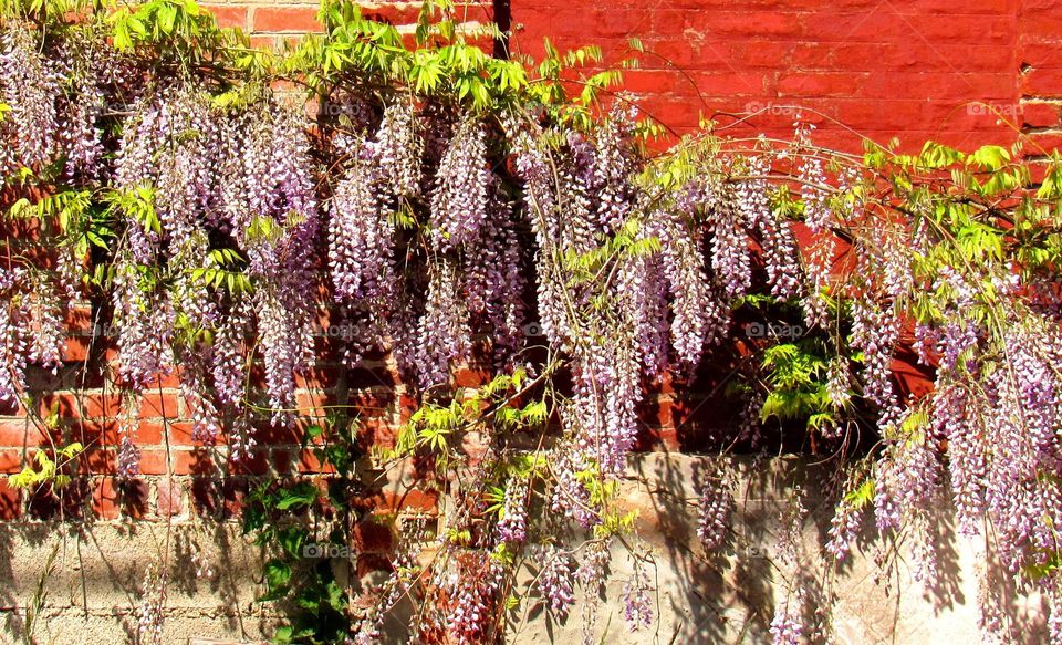 wisteria