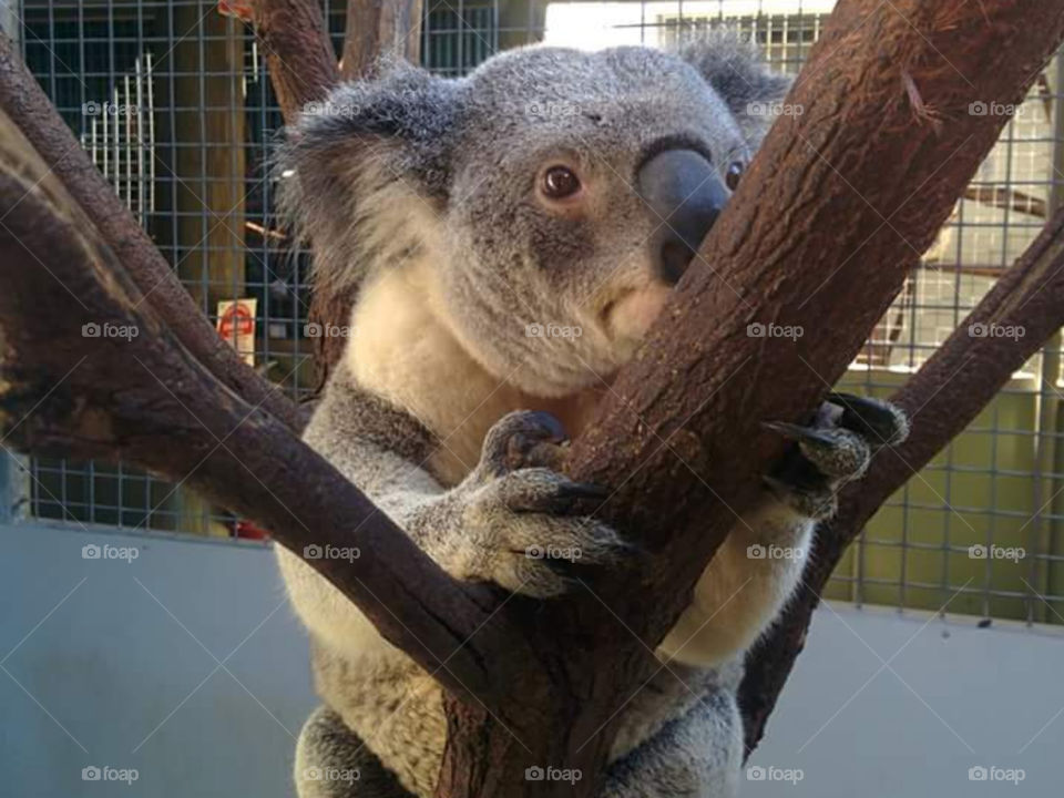 Kuscheliger Koala
