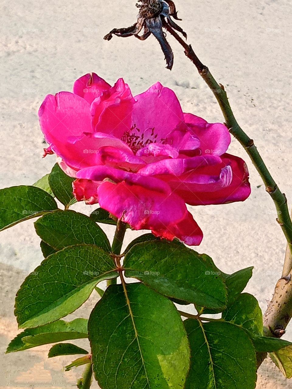 beautiful❤ pink 💕 rose 🌹flower 🌺🌻🌹🌷