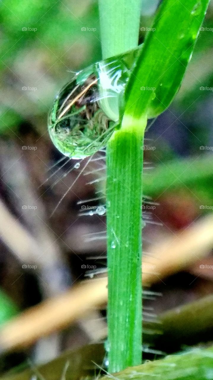 dew