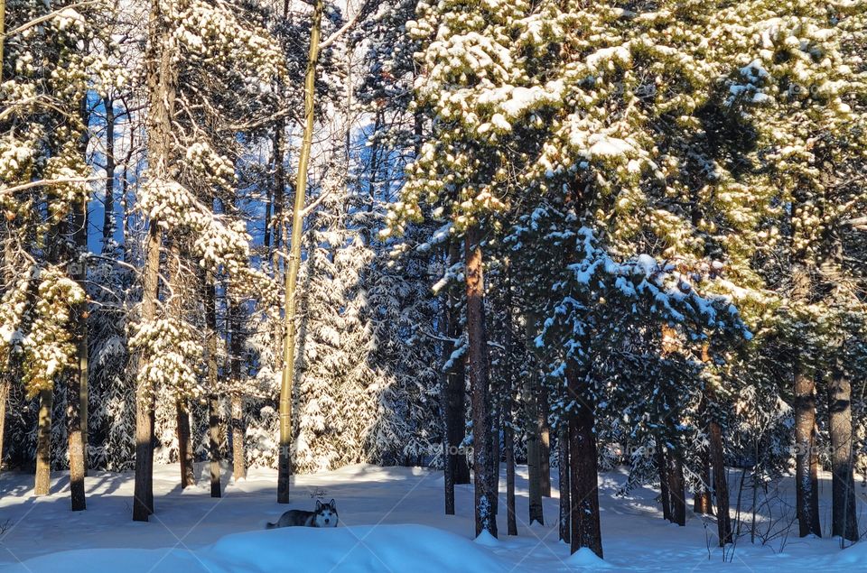 Husky enjoying the fresh snow that has fallen!