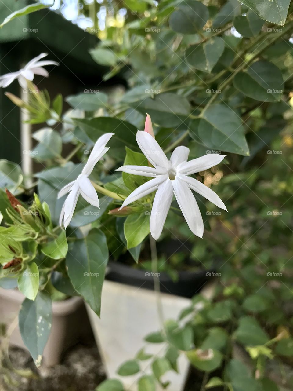 Starry wild jasmine (Jasminum multipartitum)