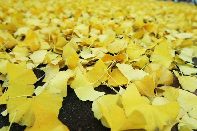 yellows