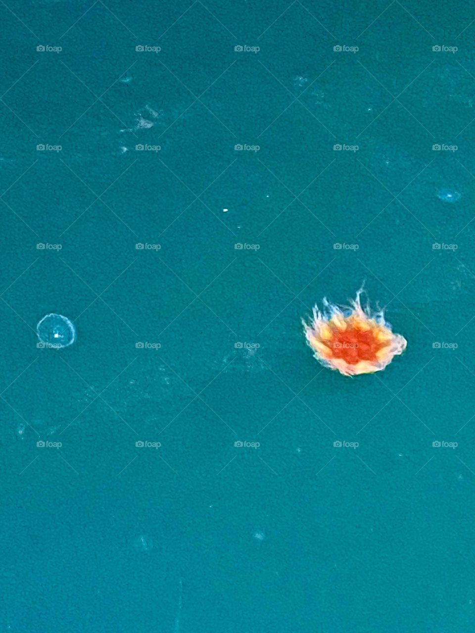 A bright orange jellyfish floats calmly in the blue waters off the coast of Alaska.