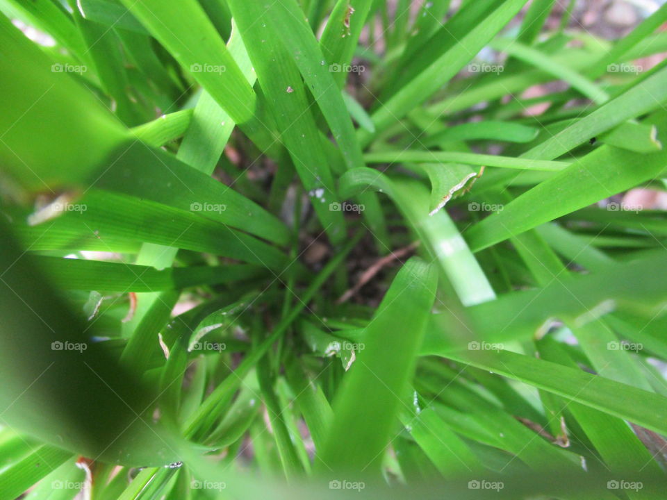 grass on top