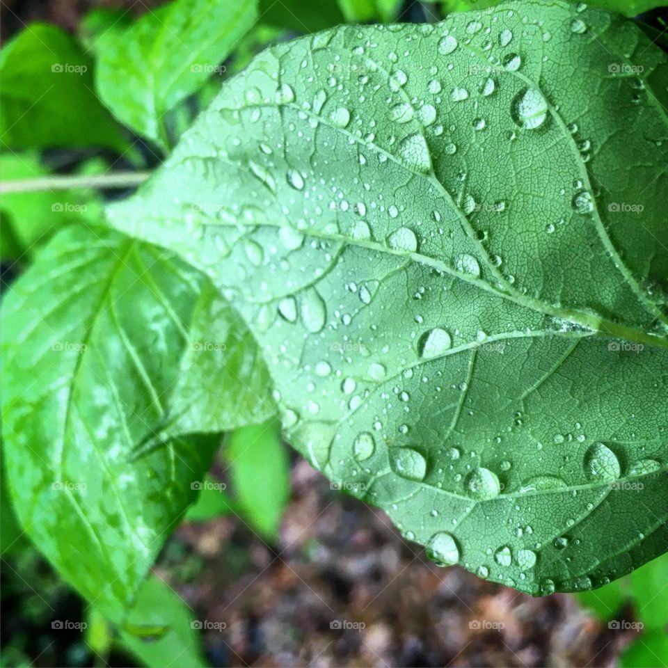 Wet leave