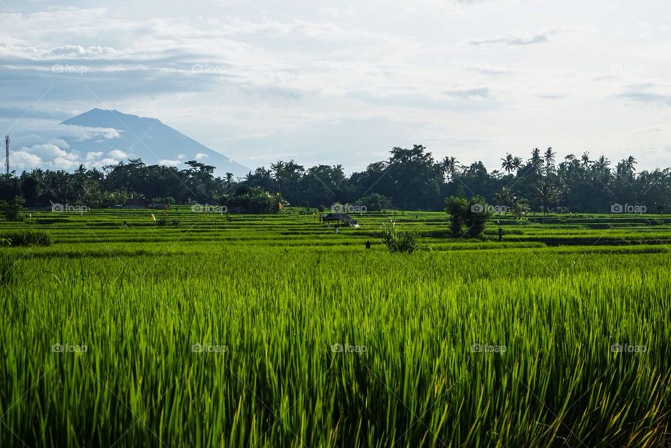 Rice paddies beneath Gunung Agung in Ubud, Bali, Indonesia.