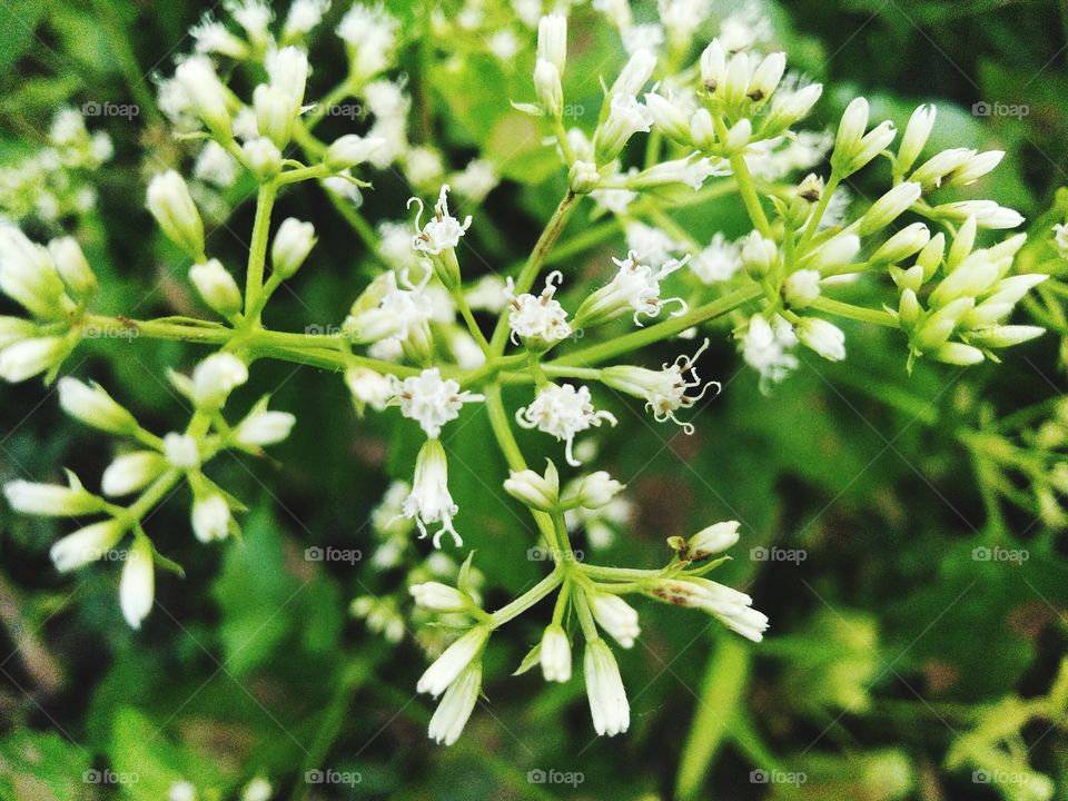 Flowers with white color and emit a fragrant aroma