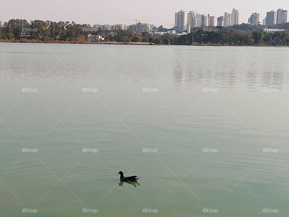 Parque Barigui,  lindo lago com uma marrequinha solitária.
