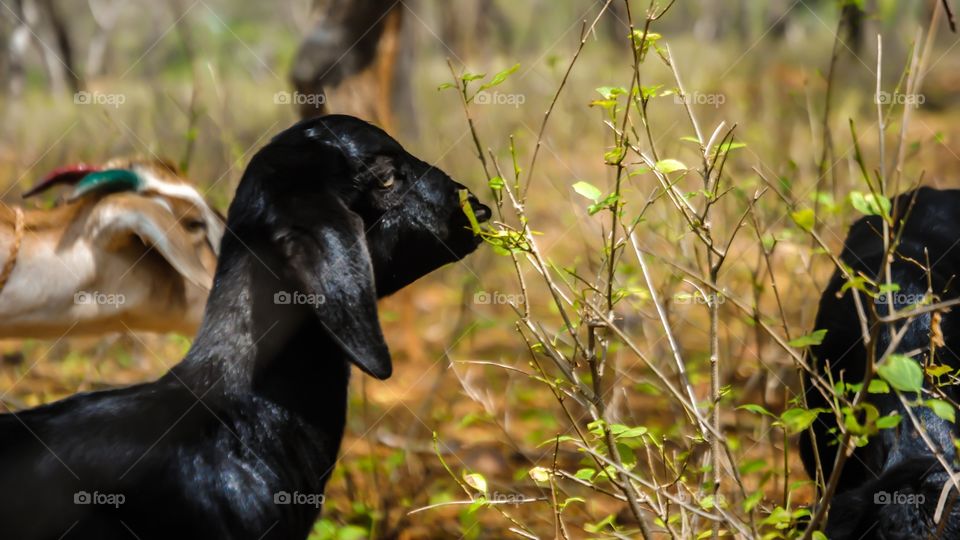 baby goat 