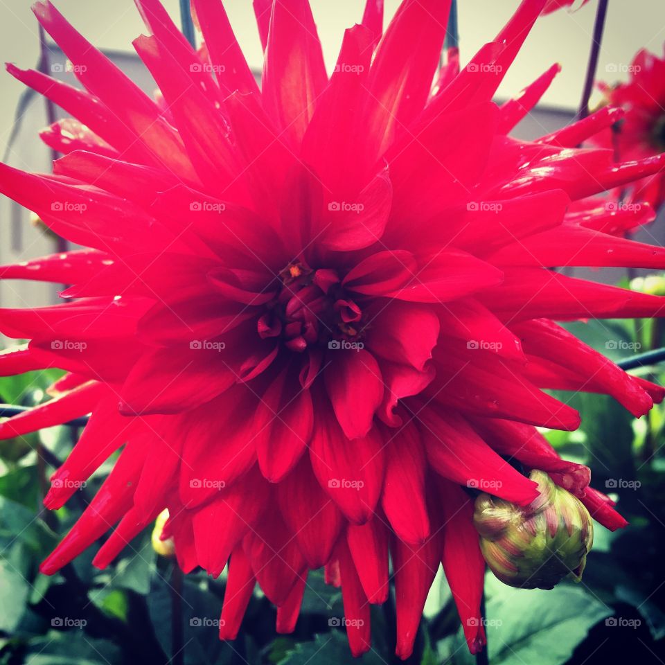 Red. Flower