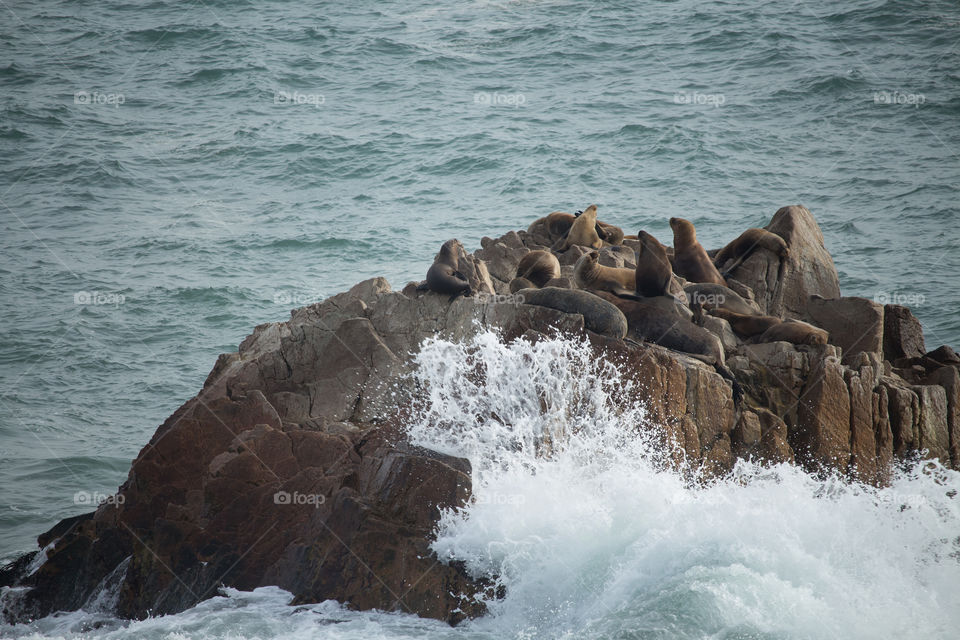 wild sea life