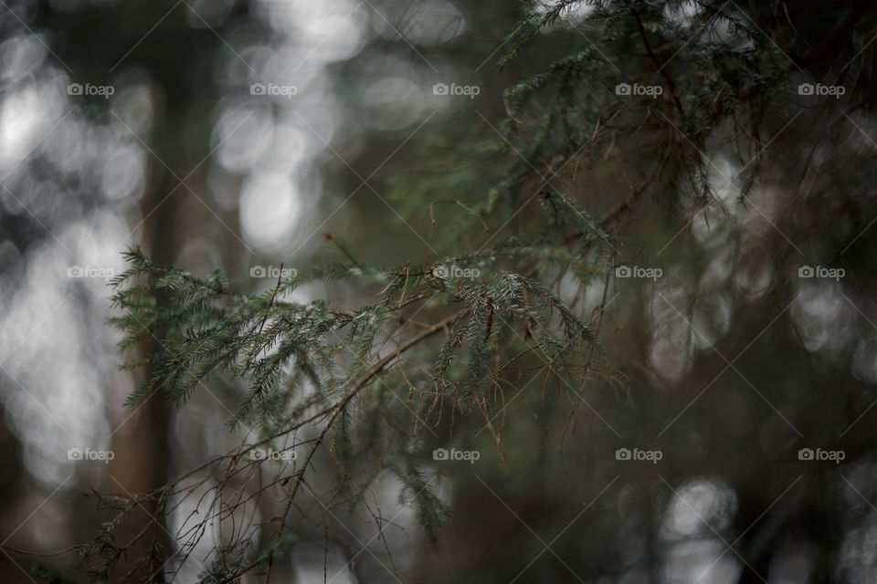 Nature forest details by manual Helios lens