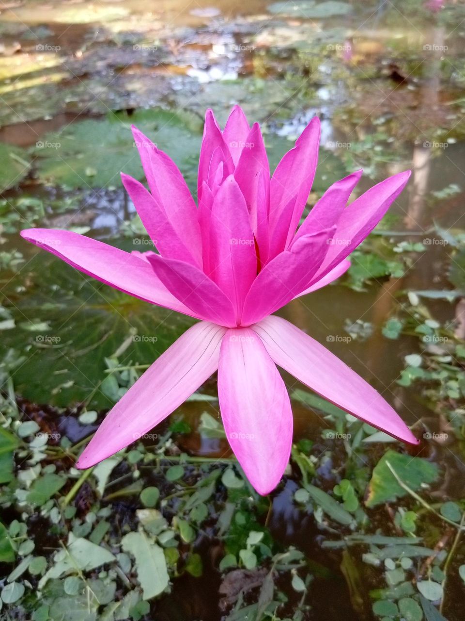 Pink water-lily