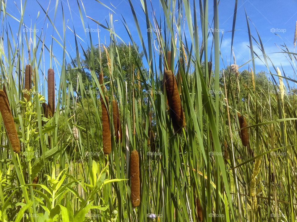 Cat Tails