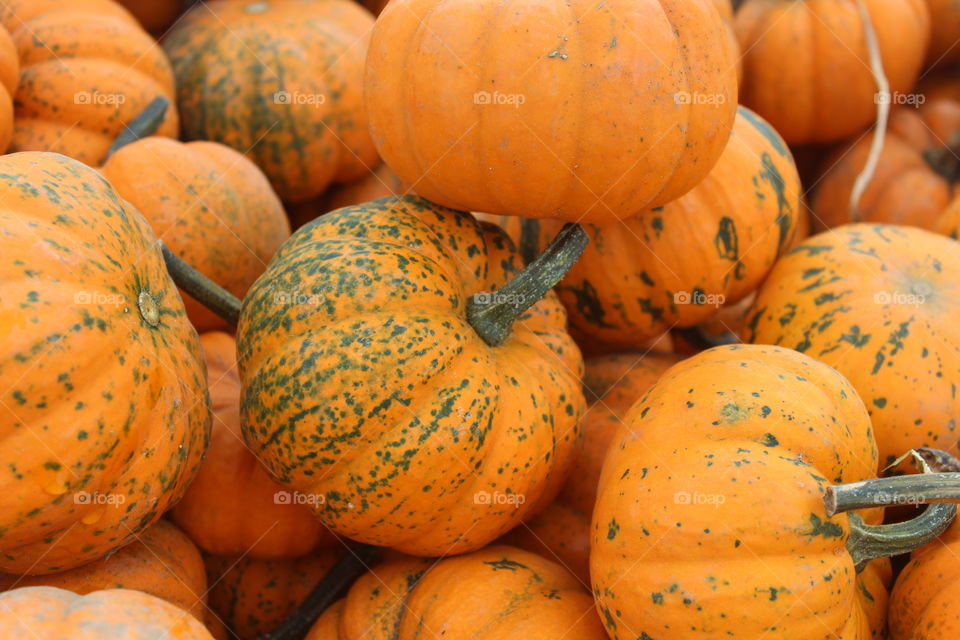 Pumpkin Season