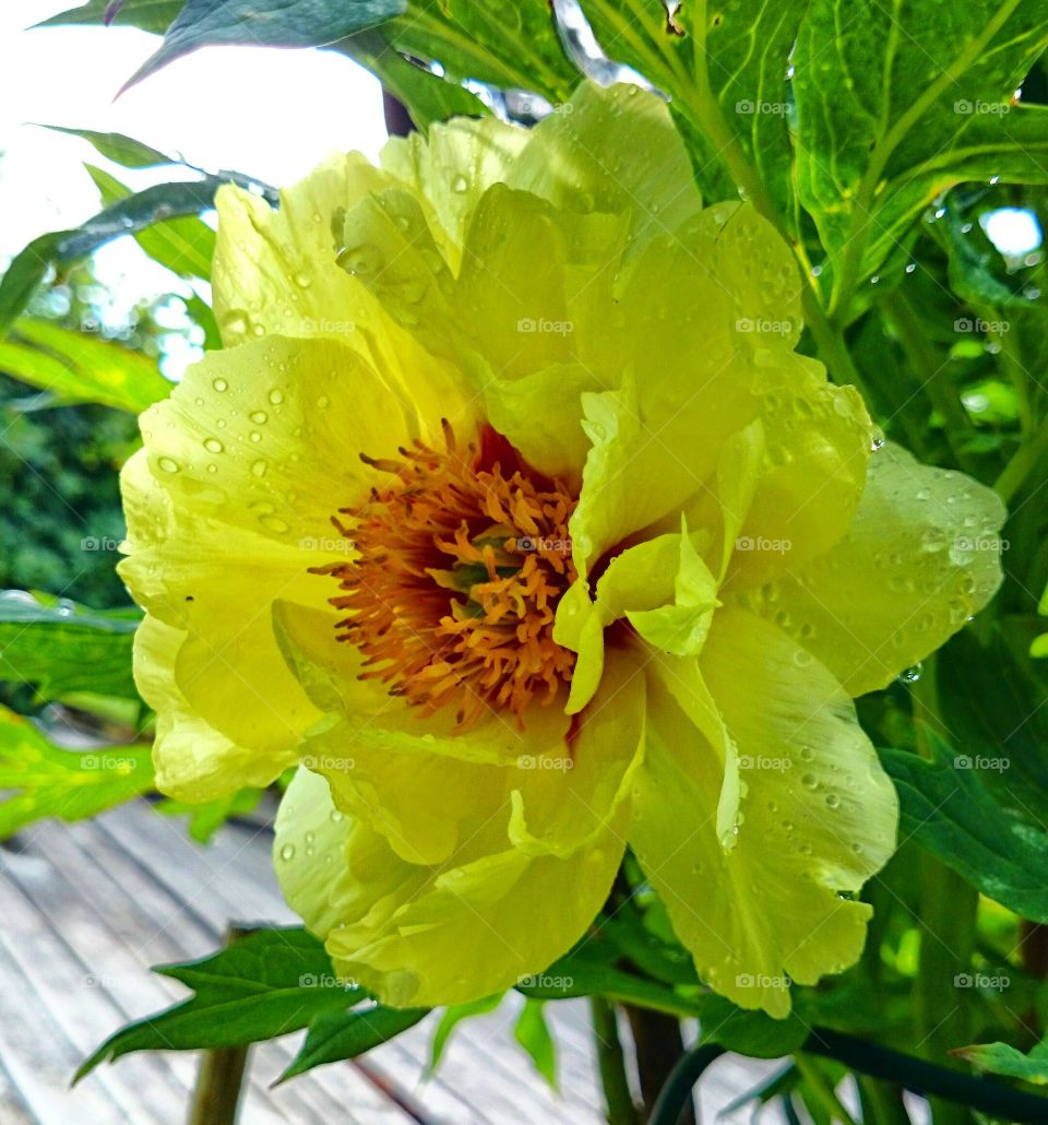 yellow peony. yellow peony 