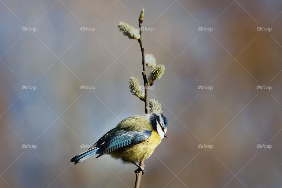 great tit