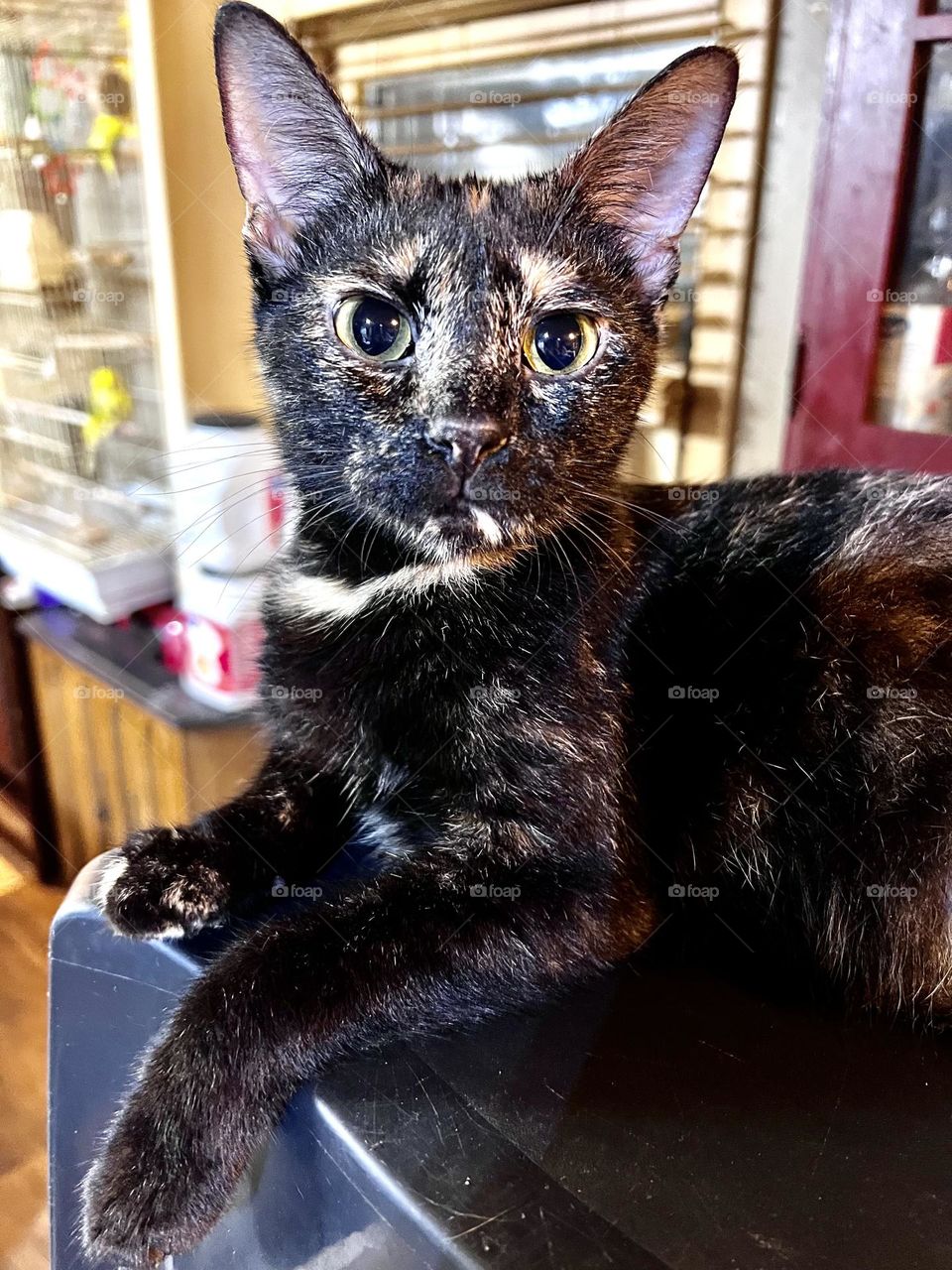 What is these eyes telling us. Beautiful calico stares 