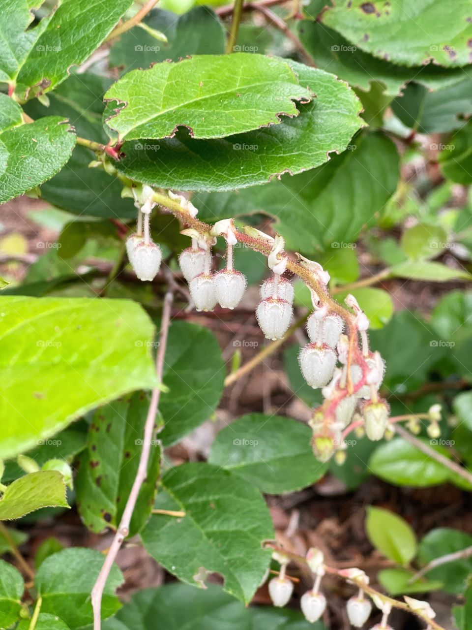 Salal flowers