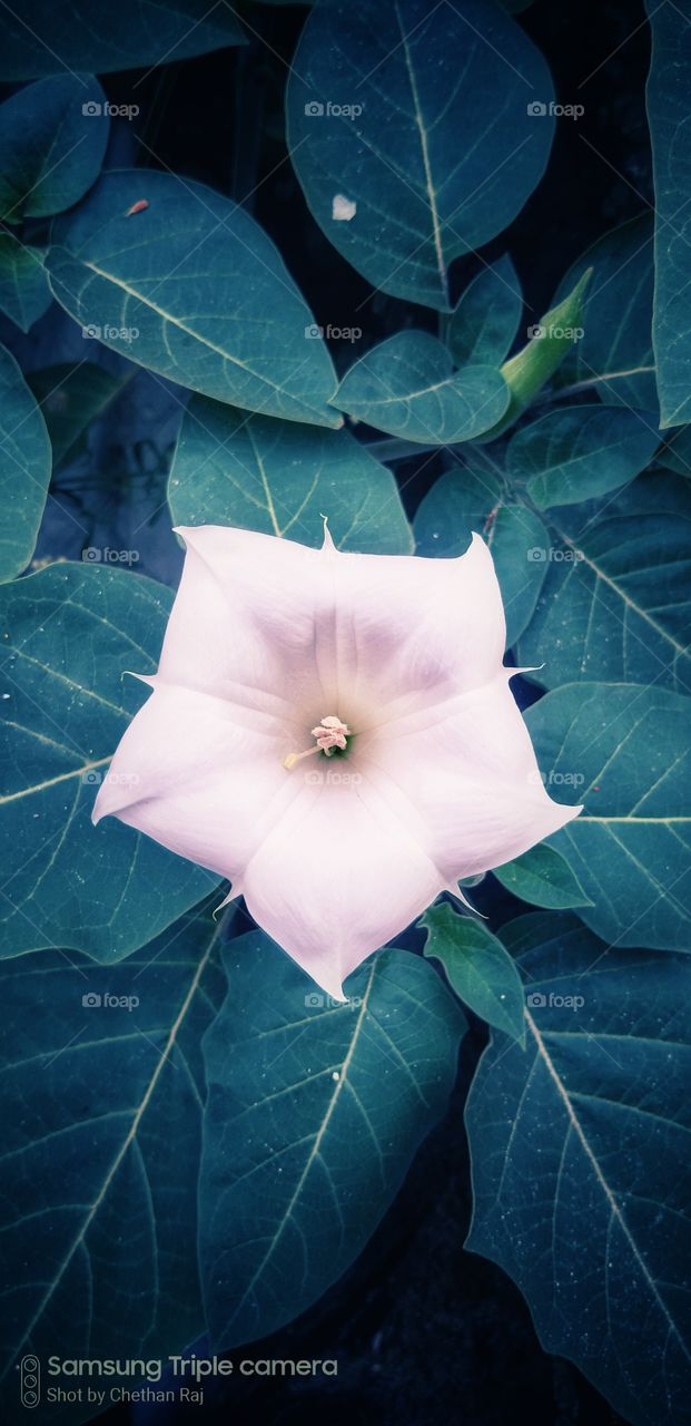 white colour stories (flowers love)