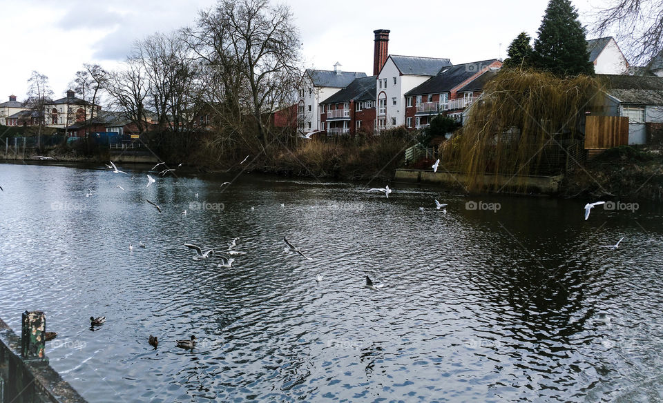 Seagulls over river Severn in Shrewsbury, Shropshire, England
