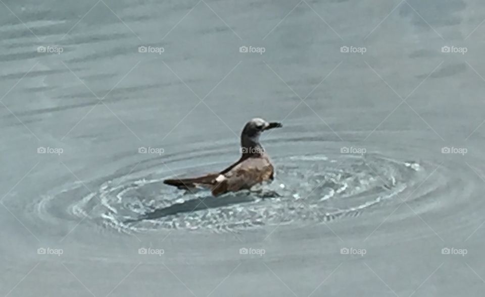 Swimming Seagull 