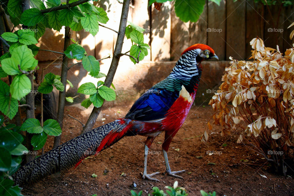 colourful bird by dannytwotaps