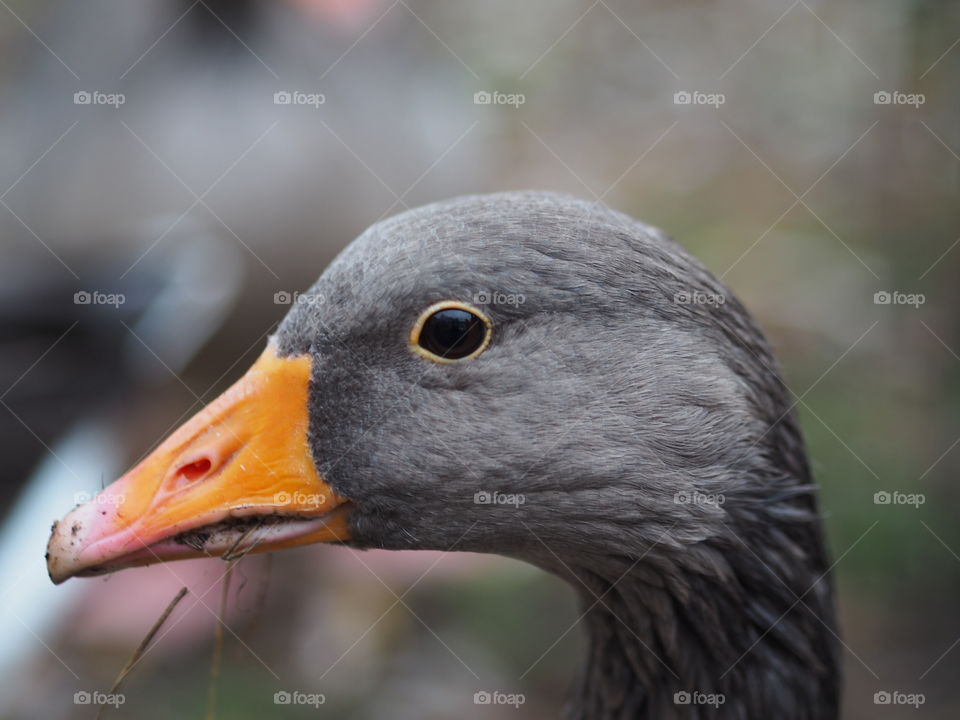 This greylag goose was keeping a close eye on me in a park in London