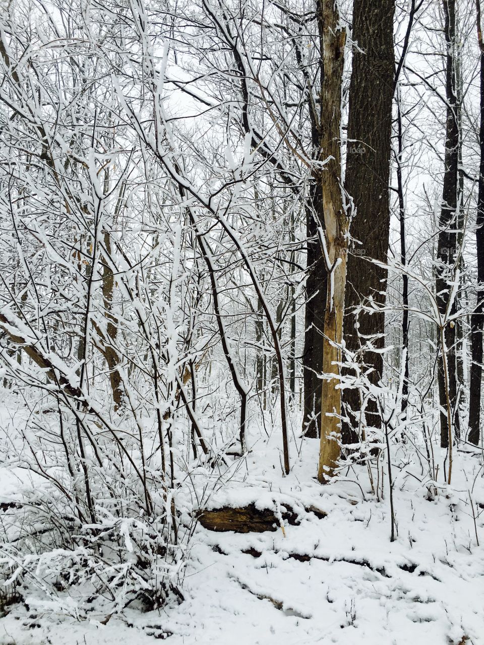 View of forest in winter