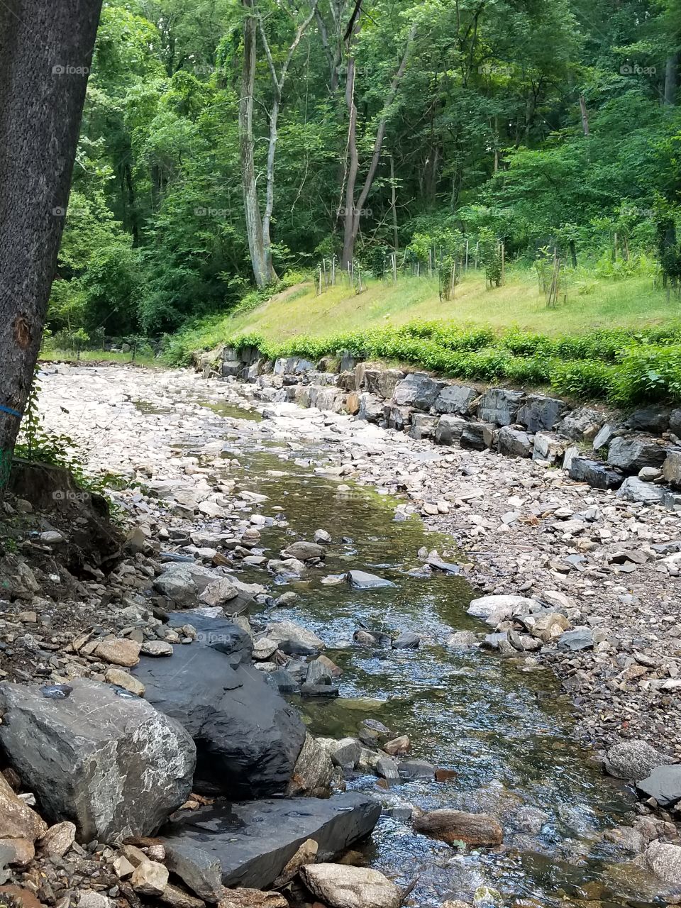 Water, Stream, Nature, River, Rock