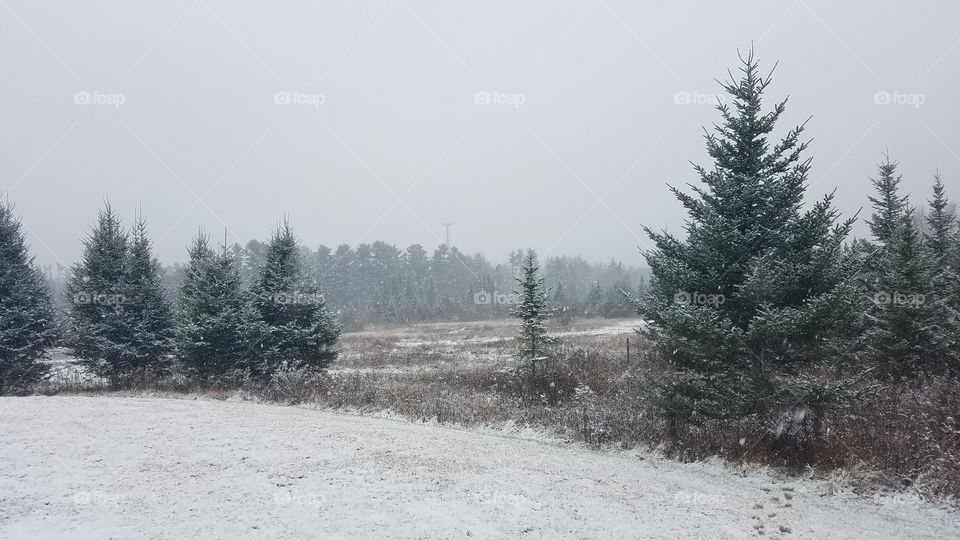 Winter, Snow, Tree, Frost, Cold