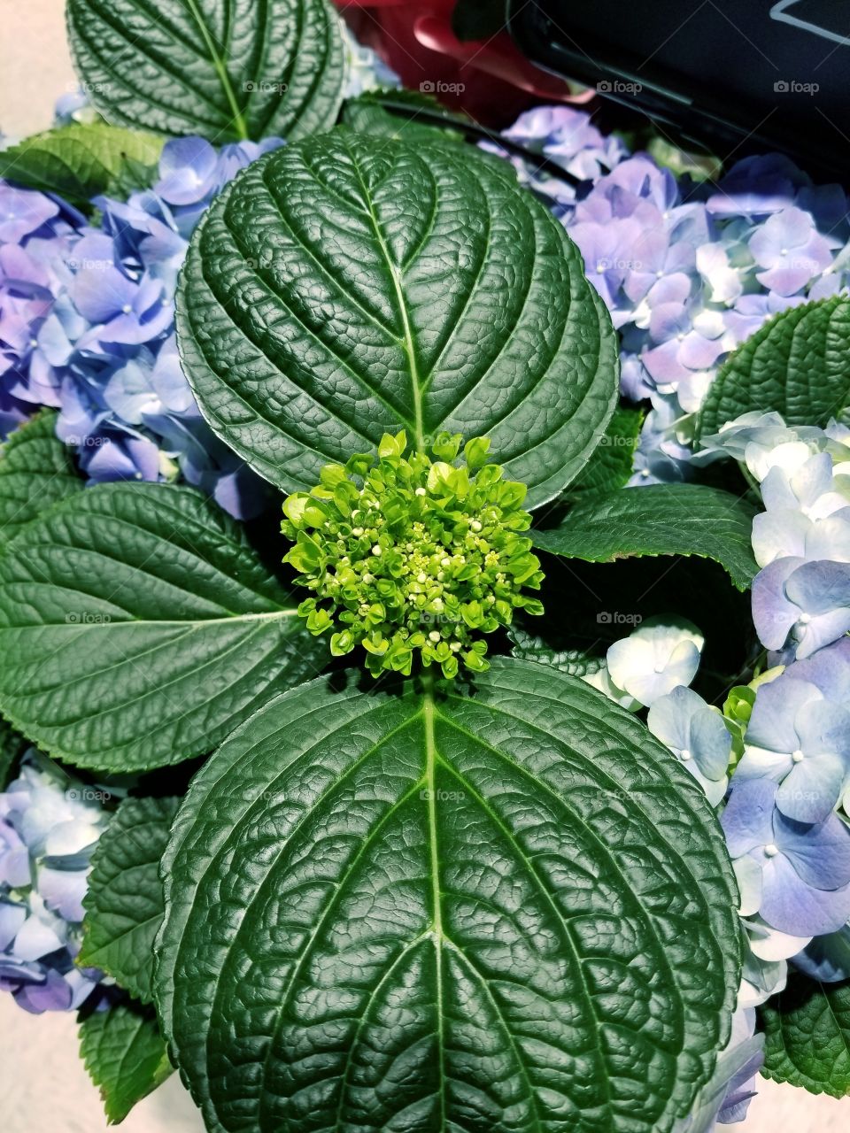 Bright, Green Leaves on a Growing Blue Hydrangea