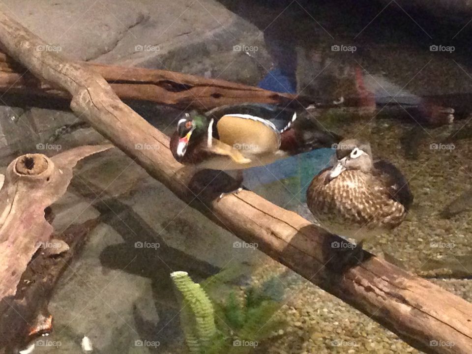 Duck at the aquarium