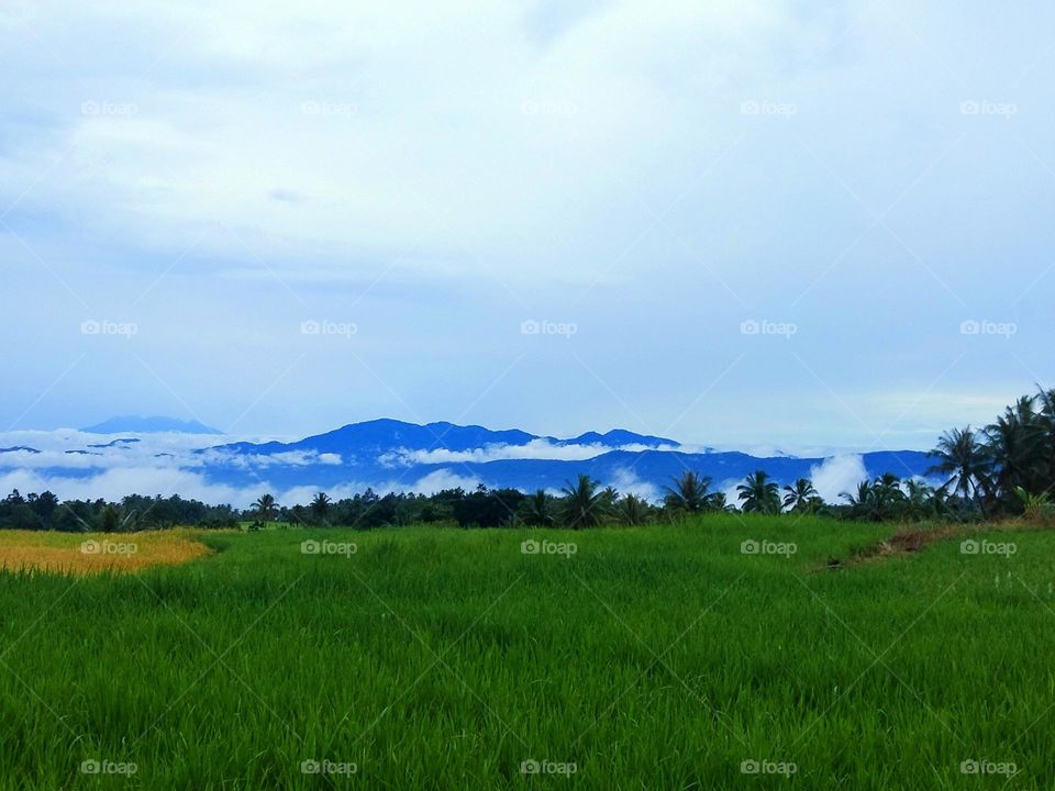 rice fields and mountains